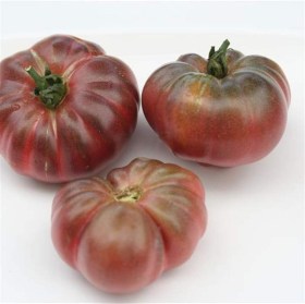 Purple Calabash paradicsom - Paradicsom különlegességek az Egzotikus Növények Stúdiója kínálatából